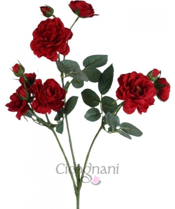 Rosa ramificata 63,5cm., rosso